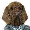 German Wirehaired Griffon