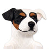 Jack Russell Terrier (Rough)